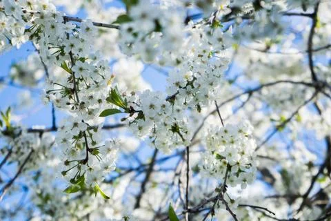 Blooming cherry in the spring garden. Bloom. White flowers of cherry blossomed Stock Photos