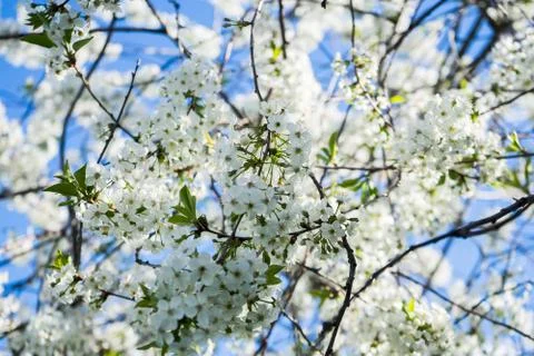 Blooming cherry in the spring garden. Bloom. White flowers of cherry blossomed Stock Photos