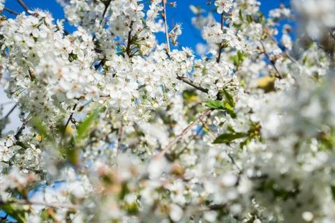 .blooming cherry in the spring garden. Bloom. White flowers of cherry blossomed Stock Photos