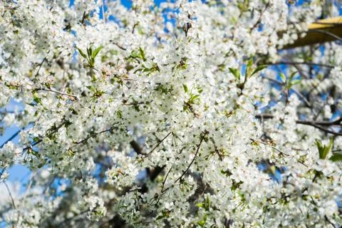 Blooming cherry in the spring garden. Bloom. White flowers of cherry blossomed Stock Photos