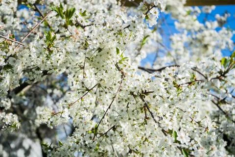 Blooming cherry in the spring garden. Bloom. White flowers of cherry blossomed Stock Photos