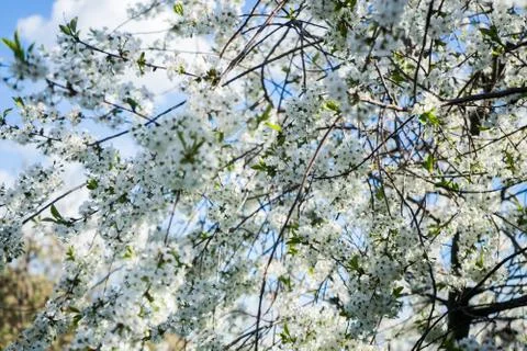 Blooming cherry in the spring garden. Bloom. White flowers of cherry blossomed Stock Photos