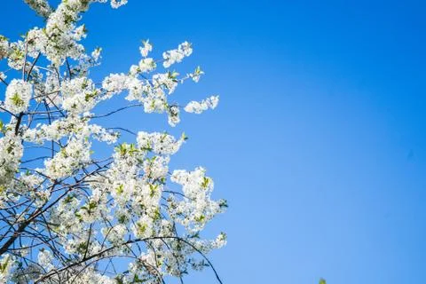 Blooming cherry in the spring garden. Bloom with copy space. flowers of cherry Stock Photos