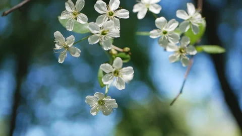 Blooming cherry in the spring garden. Stock Footage 90554083