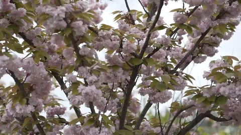 Blooming cherry in the spring garden Stockbeeldmateriaal 114971103