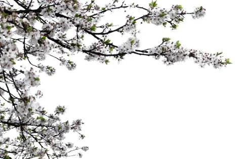 Blooming  cherry  in the spring. Stock-Fotos