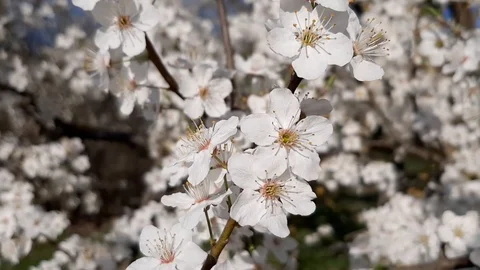 Blooming cherry on a sunny day. Spring landscape. Stock Footage 129884912