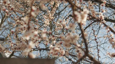 Blooming Cherry On Sunset Stock Footage 127858549