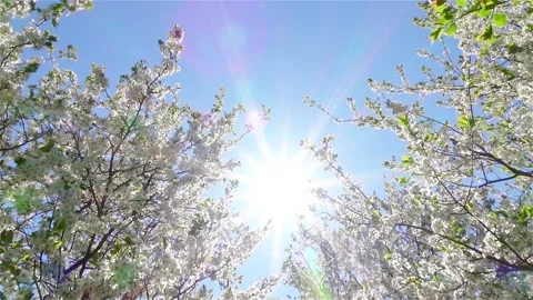 Blooming cherry tree against blue sky with sun in halo effect. Vídeo Stock 236548215