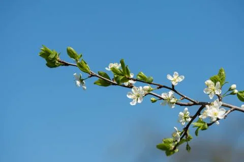 Blooming cherry tree against the blue sky Stock Photos