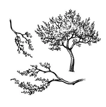 Blooming cherry tree and branches. Stock Illustration