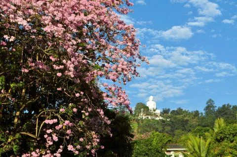 Blooming cherry tree and Buddha, Kandy, Sri Lanka Stock Photos