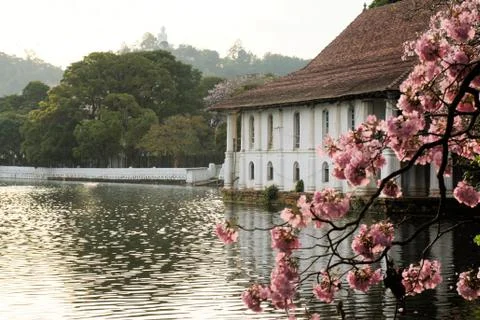 Blooming cherry tree and Buddha, Kandy, Sri Lanka Stock Photos