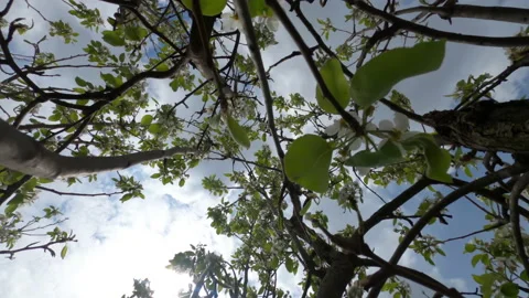 Blooming cherry tree and clouds in the sky, time lapse Vídeos de archivo 178488050
