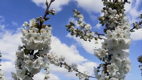 Blooming Cherry Tree and Flying Bees Stock Footage 302981873