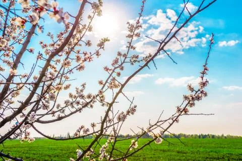 Blooming cherry tree and sun Stock Photos