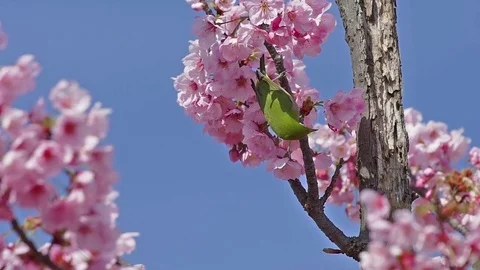 Blooming cherry tree and white-eye bird in slow motion Stock Footage 73896839
