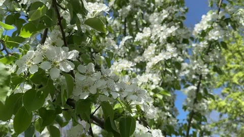 A blooming cherry tree on the background of a blue sky in the rays of the sun Stock Footage 273567635