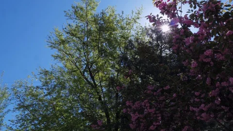 Blooming cherry tree, beautiful tree with pink velvet flowers Stock Footage 128293203