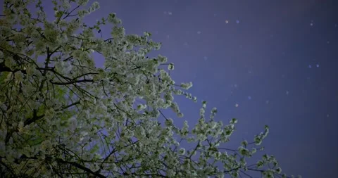 Blooming cherry tree beyond stars. Stock Footage 338008942
