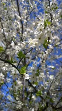 Blooming Cherry Tree. Blooming cherry tree garden. Stock Photos