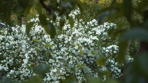 A blooming cherry tree in a blooming garden in springtime. 스톡 동영상 119737406