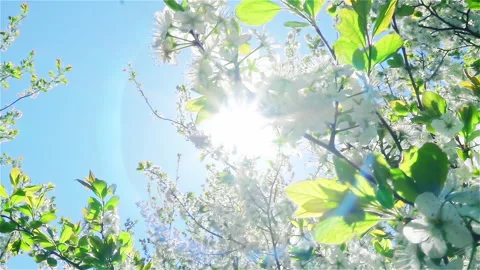 Blooming cherry tree on blue sky with sun and halo effect. Vídeo Stock 235007293
