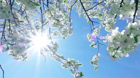 Blooming cherry tree on blue sky. Sun rays go through cherry flowers. Vídeos de archivo 236548170
