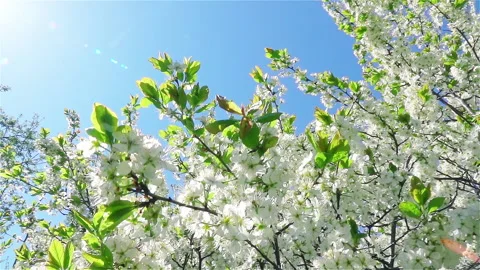 Blooming cherry tree on blue sky with sun. Vídeo Stock 237238510