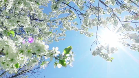 Blooming cherry tree on blue sky. Sun rays go through cherry flowers. 動画素材 237433245
