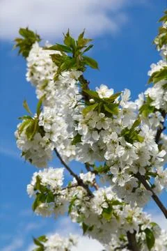 Blooming cherry tree on blue sky background Stock-Fotos