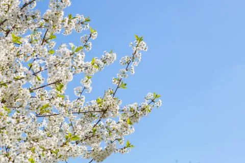 Blooming cherry tree on blue sky background Stock Photos