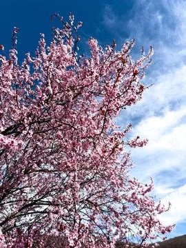 Blooming cherry tree with blue sky Stock Photos