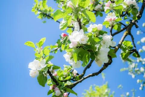 Blooming cherry tree branch 2 Stock Photos