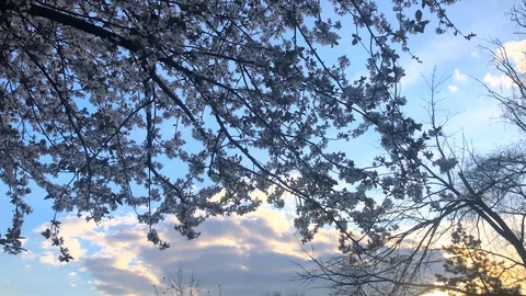 Blooming cherry tree branch against blue sky and white clouds in sunset Stock Footage 105292076