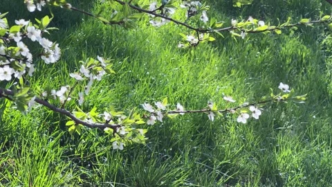 Blooming cherry tree branch against the grass in sunny morning Stock Footage 336092708