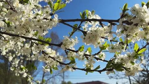 Blooming cherry tree branch against clear sky in sunny day Stock Footage 336097727