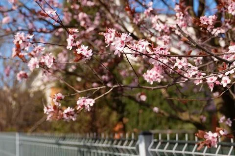 Blooming cherry tree branch during sunny day close up and selective focus Stock Photos
