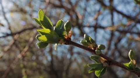 Blooming cherry tree branch with opening leaves buds in spring forest, macro Stock Footage 90223887