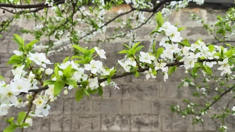 Blooming cherry tree branch in overcast morning on blurred background Stock Footage 336097322