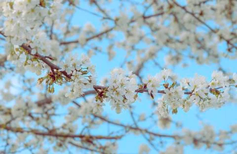 Blooming cherry tree branch Stock Photos
