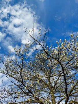 Blooming cherry tree branches against a bright blue sky with white clouds Stock Photos