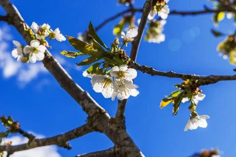 Blooming cherry tree branches against background of deep blue spring sky. Stock Photos