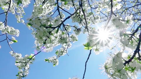 Blooming cherry tree branches on blue sky with  sun. Vídeo Stock 235007141