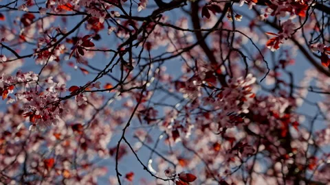 Blooming cherry tree branches with delicate pink flowers Stock Footage 335382584