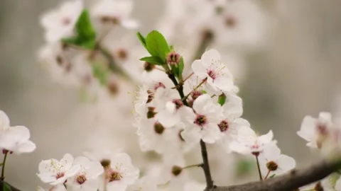 Blooming cherry tree branches in early spring garden. Stock Footage 333018586