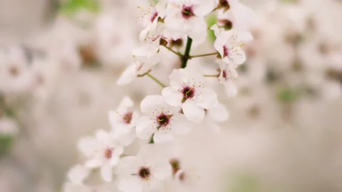 Blooming cherry tree branches in early spring garden. Stock Footage 333018833