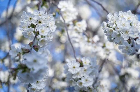 Blooming cherry tree branches with fresh white flowers in spring. Soft daylight Stock Photos