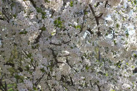 Blooming cherry tree branches in full springtime glory Stock Photos