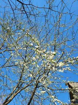 Blooming cherry tree branches from low angle view Stock Photos